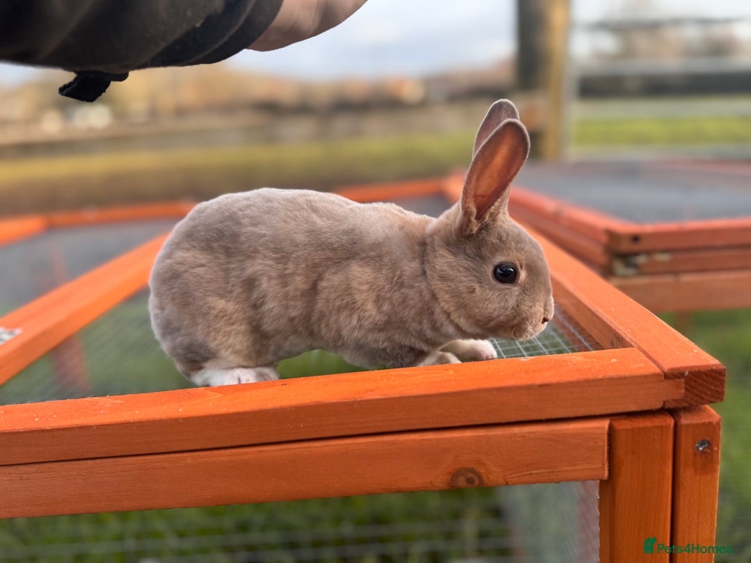 Rex rabbits for sale: Pedigree mini Rex bucks available  - Advert 3