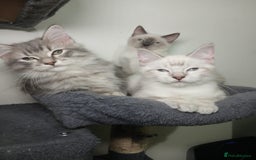 Ragdoll cats for sale: Ragdoll stunning kittens - Image 9