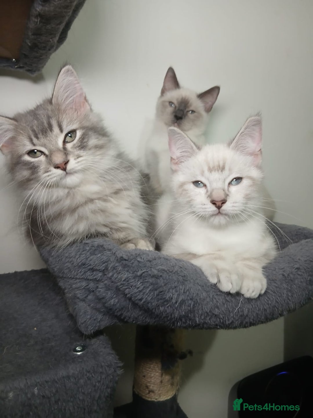 Ragdoll cats for sale: Ragdoll stunning kittens - Image 9