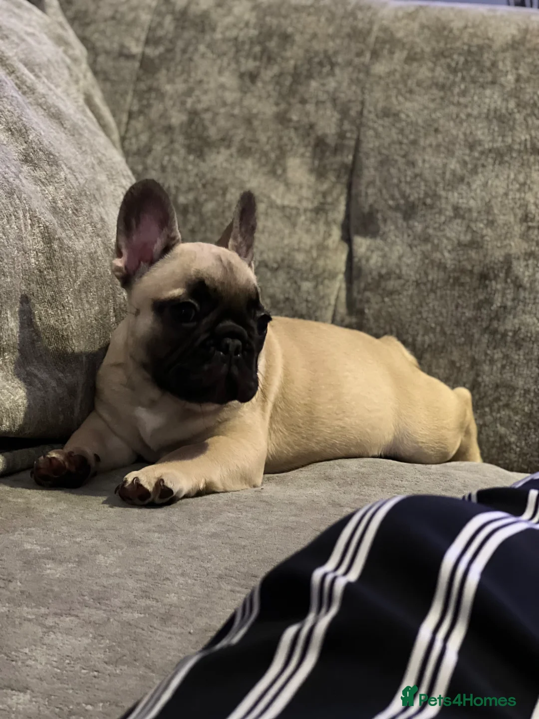 French Bulldog dogs for adoption: French bulldog 3 years old - Advert 2