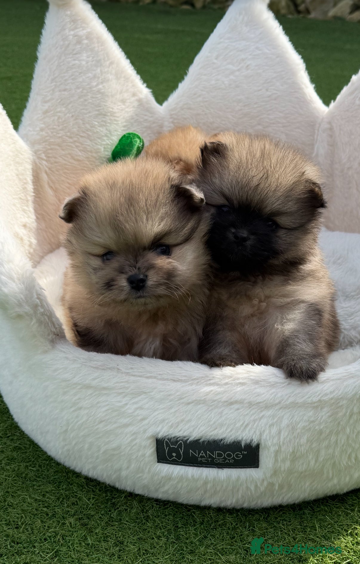 Pomeranian dogs The most stunning TEDDY KC REG Pomeranians - Advert 1