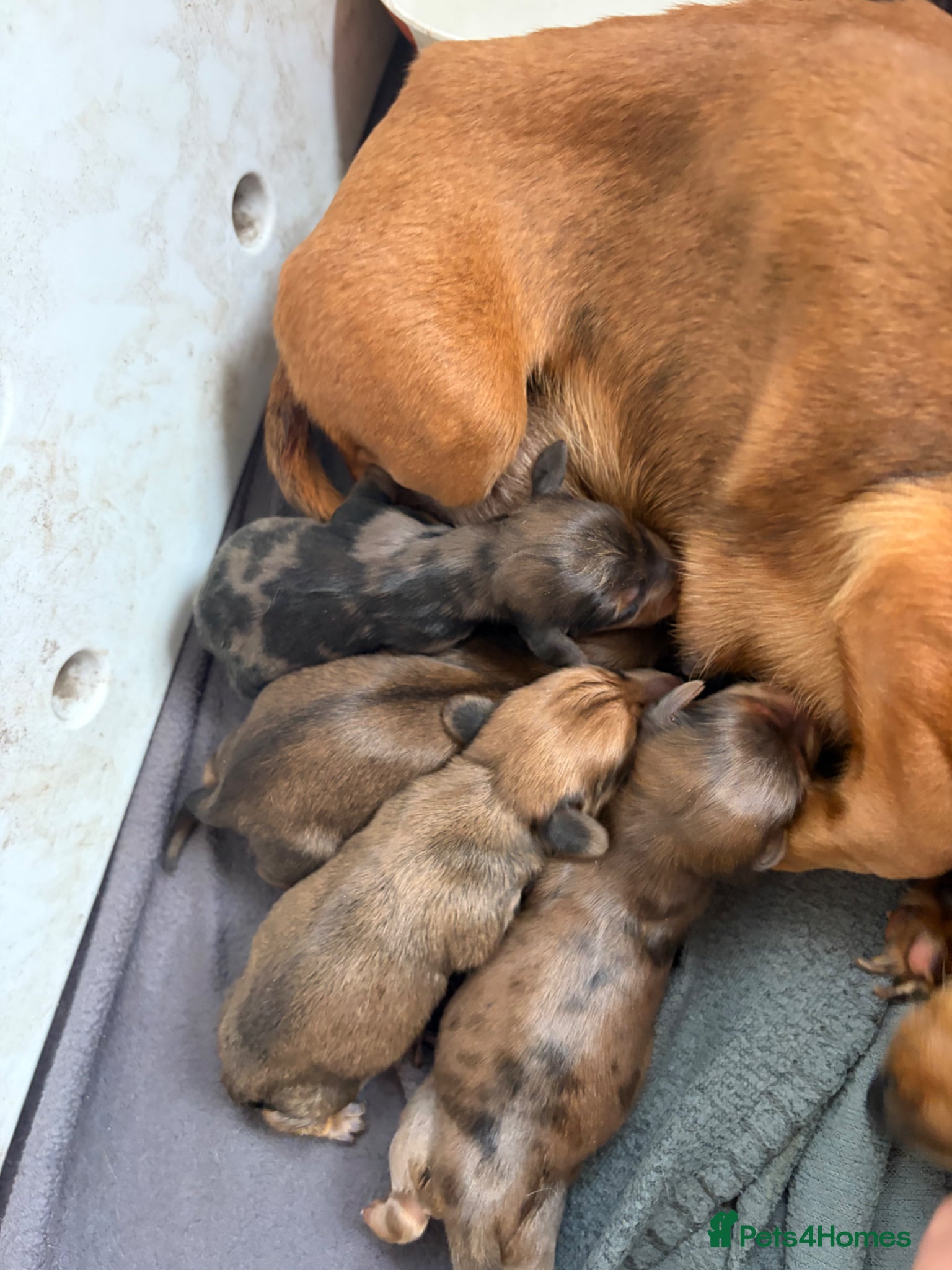 Miniature Dachshund dogs Red miniature dachshund  - Advert 2