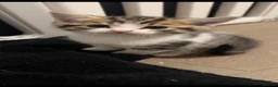 Mixed Breed cats for sale: Kittens for sale ready to go now.  in Gillingham - Advert 10