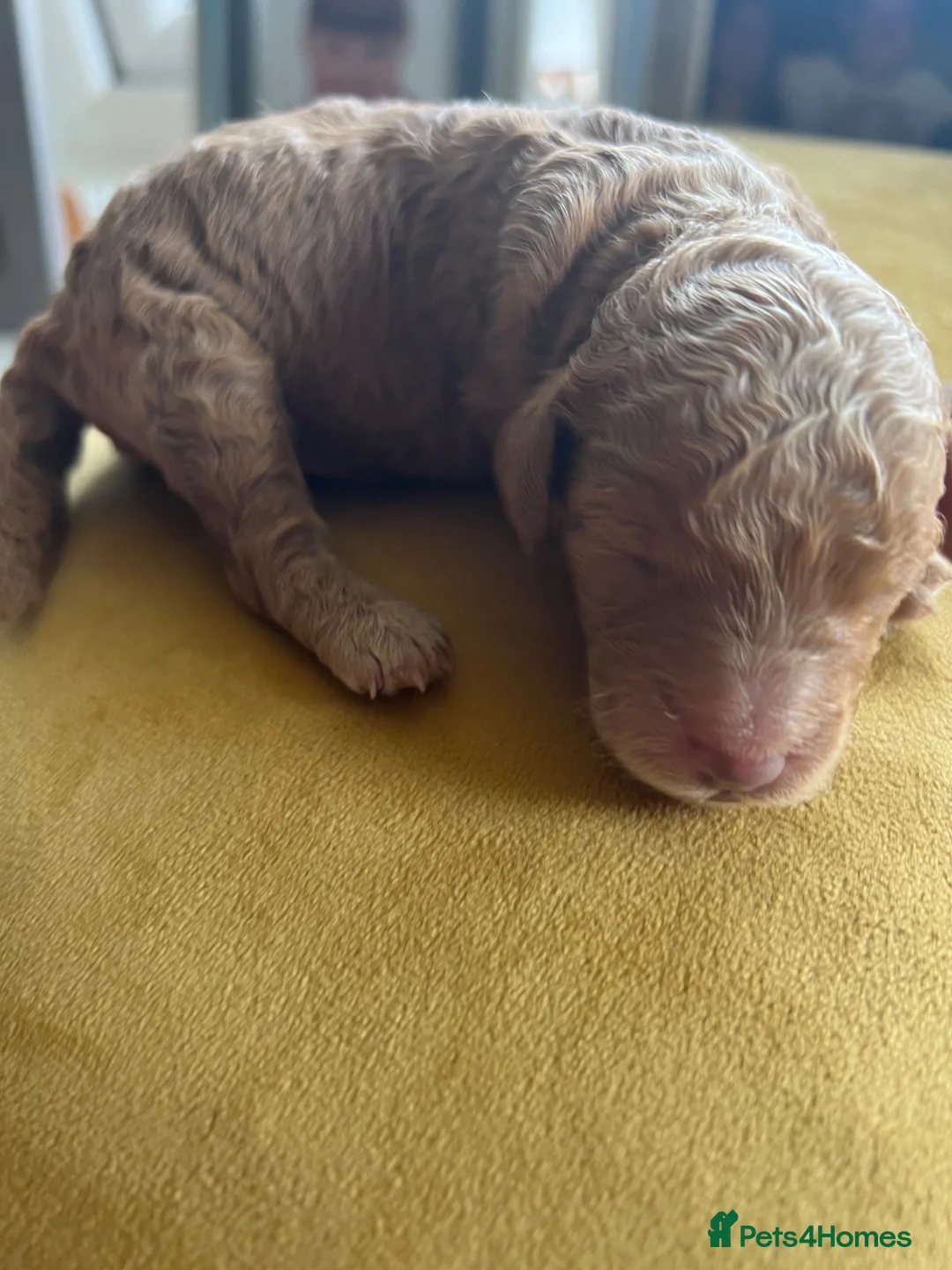 Cockapoo dogs for sale: Toy F1B cockapoos  - Advert 18