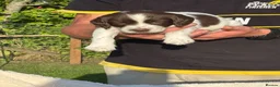 English Springer Spaniel dogs for sale: English Springer Spaniel puppies for sale. - Advert 16