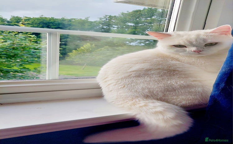 British Shorthair cats - Advert 9