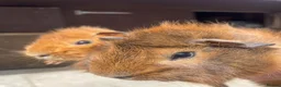 Guinea Pig rodents for sale: Beautiful Baby Guinea Pig Boy Pairs  - Advert 3