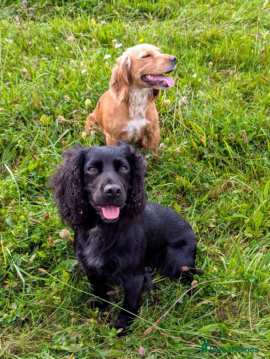 Mixed Breed dogs for sale: Stunning Puppies Ready to go 10 November - Image 22