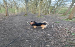 German Spitz dogs for stud: Free stud on conditions mentioned in description:) - Advert 6