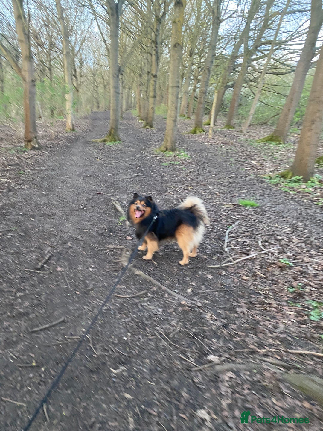 German Spitz dogs for stud: Free stud on conditions mentioned in description:) - Advert 6