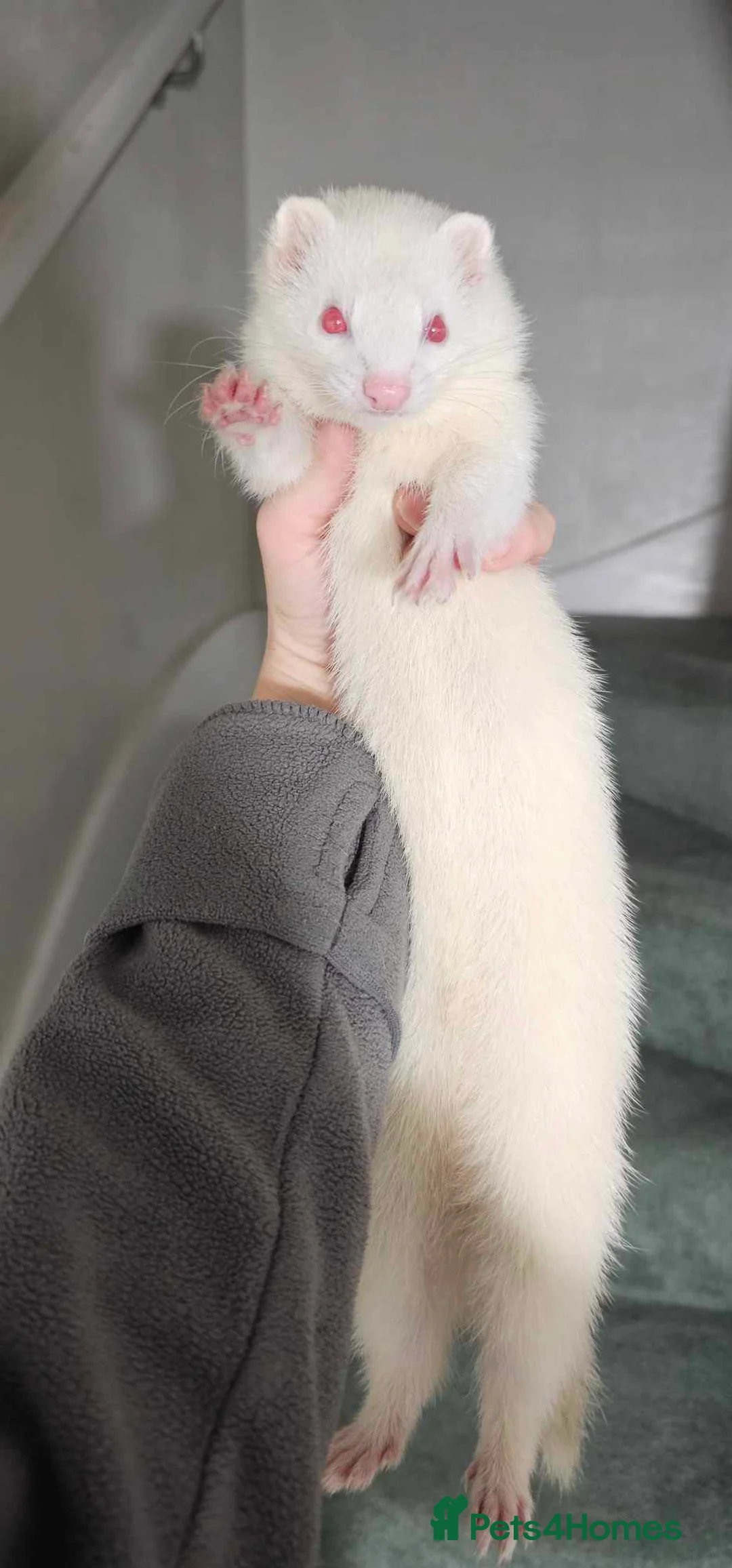 Mixed Breed invertebrates for sale: 2 hobs(sem/full angora) and Jill albino in Margate - Advert 4