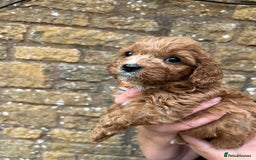 Cavapoo dogs for sale: Cavapoos puppies  - Image 24