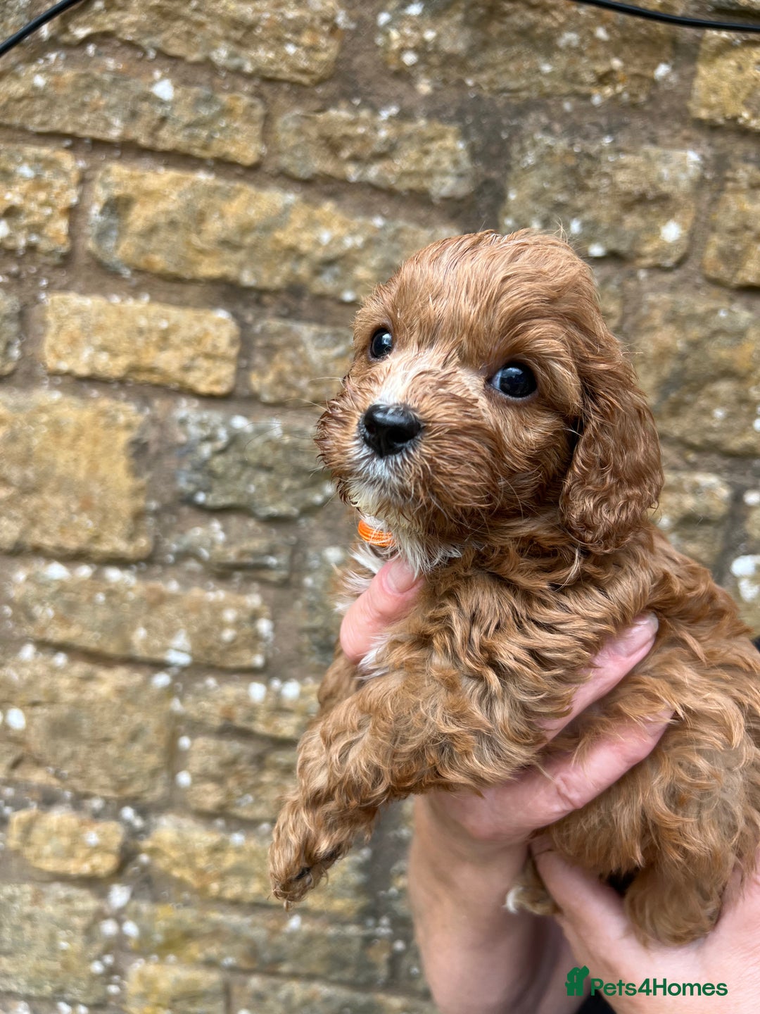 Cavapoo dogs for sale: Cavapoos puppies  - Image 24