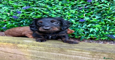 Miniature Dachshund dogs - Advert 11