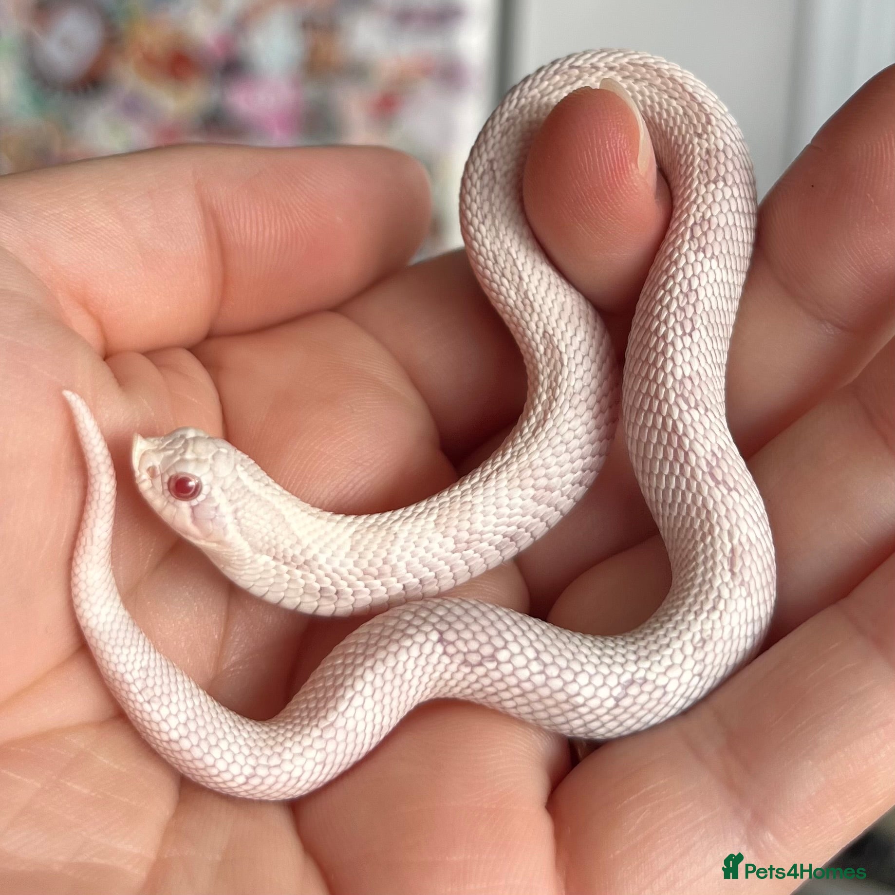 Snake reptiles Various Western Hognoses - Advert 3