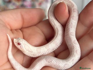 Snake reptiles Various Western Hognoses - Advert 3