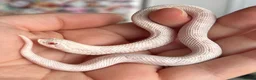 Snake reptiles for sale: Various Western Hognoses - Advert 1