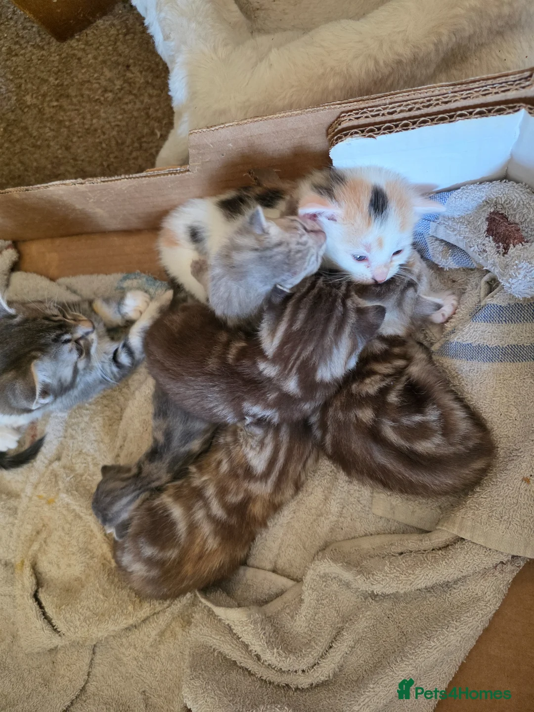 Mixed Breed cats for sale: Adorable Mixed Colour Kittens,Tabby, White, calico in Guildford - Advert 10