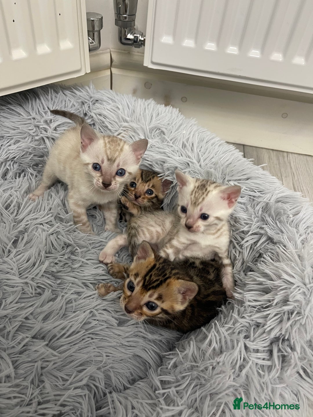 Bengal cats for sale: Bengal kittens for sale - Advert 3