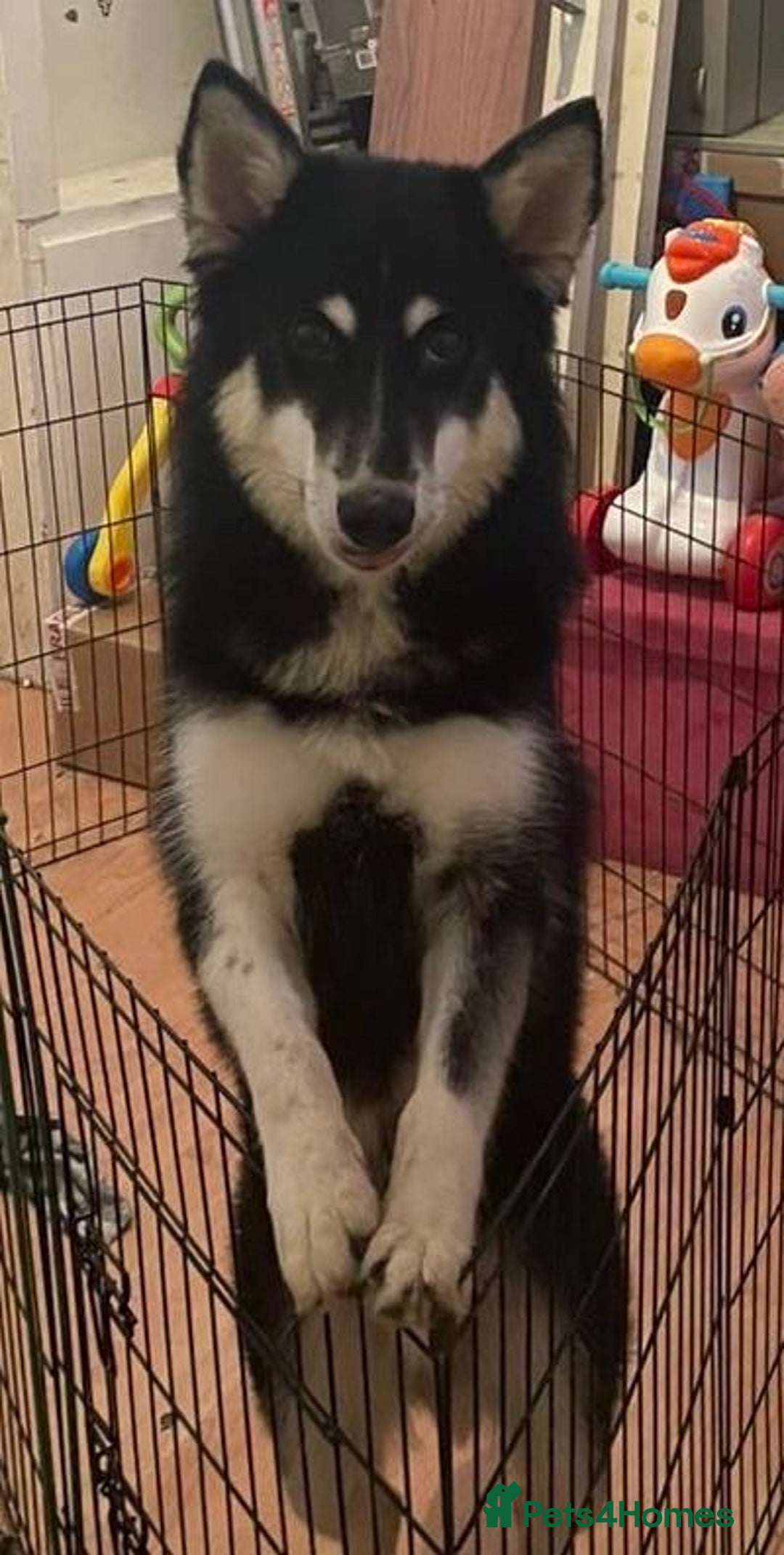 Siberian Husky dogs for sale: This is sparks  - Image 1