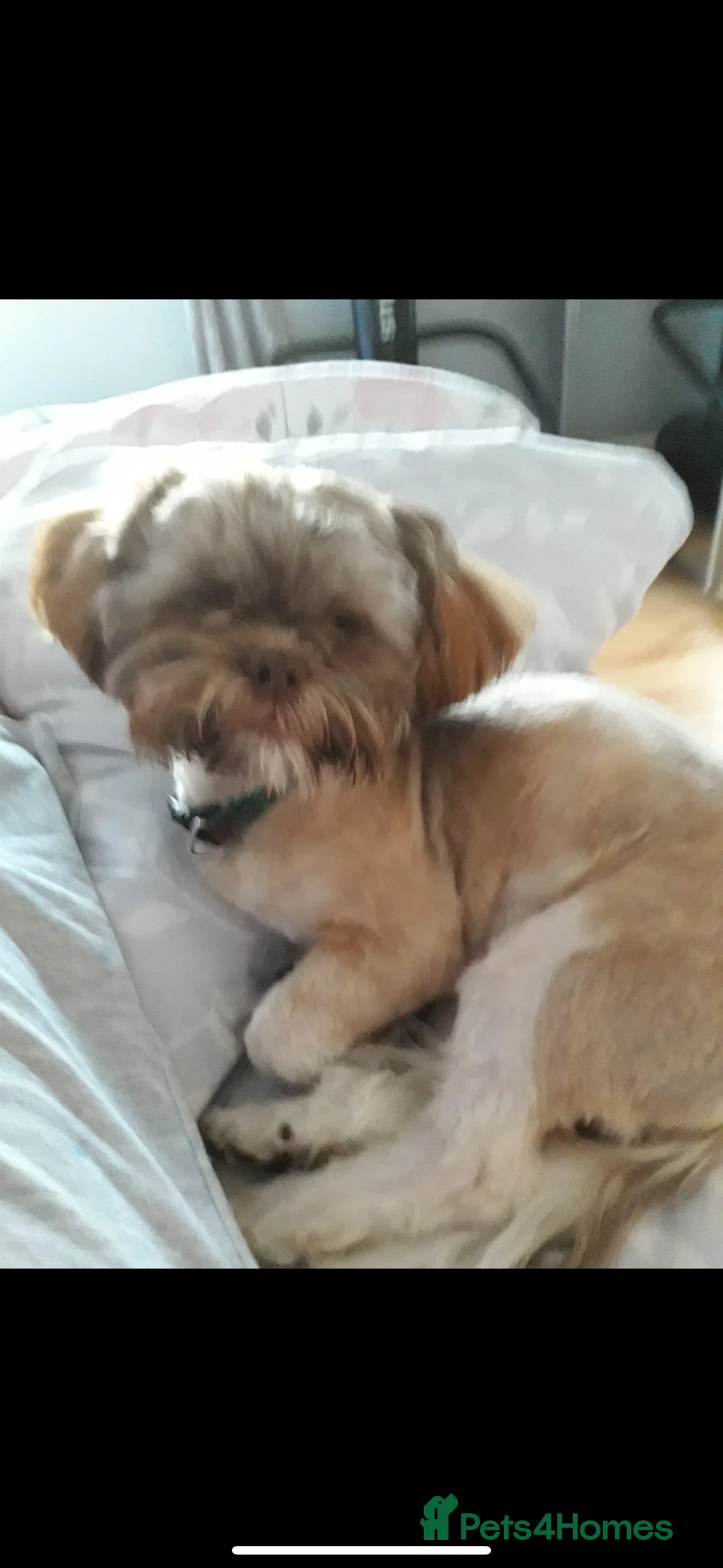 Shih Tzu dogs for stud: Shih tzu stud proven  in Glasgow - Advert 3