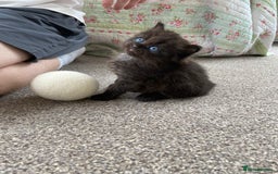 Ragdoll cats for sale: Adorable Ragdoll x Chinchilla Tabby - Image 17