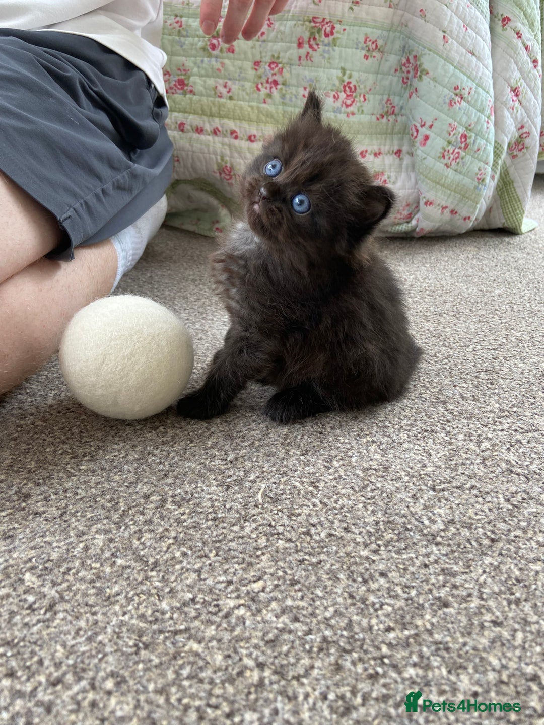 Ragdoll cats for sale: Adorable Ragdoll x Chinchilla Tabby - Image 17