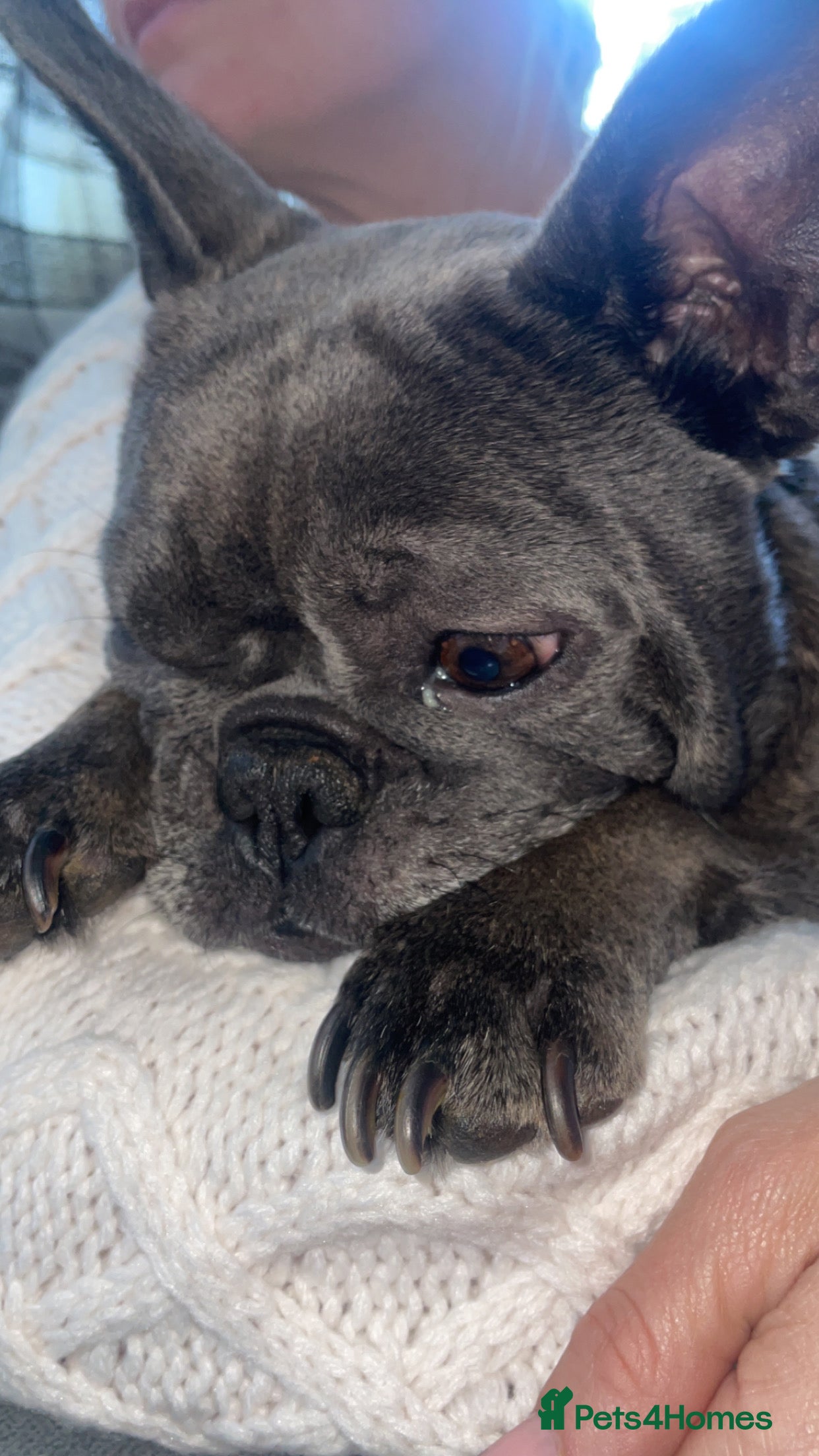 Mixed Breed dogs Frenchie/ dashund  - Advert 1