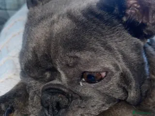 Mixed Breed dogs Frenchie/ dashund - Advert 4