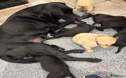 Labrador Retriever dogs for sale: KC Reg Health Tested Working Labradors - Image 18
