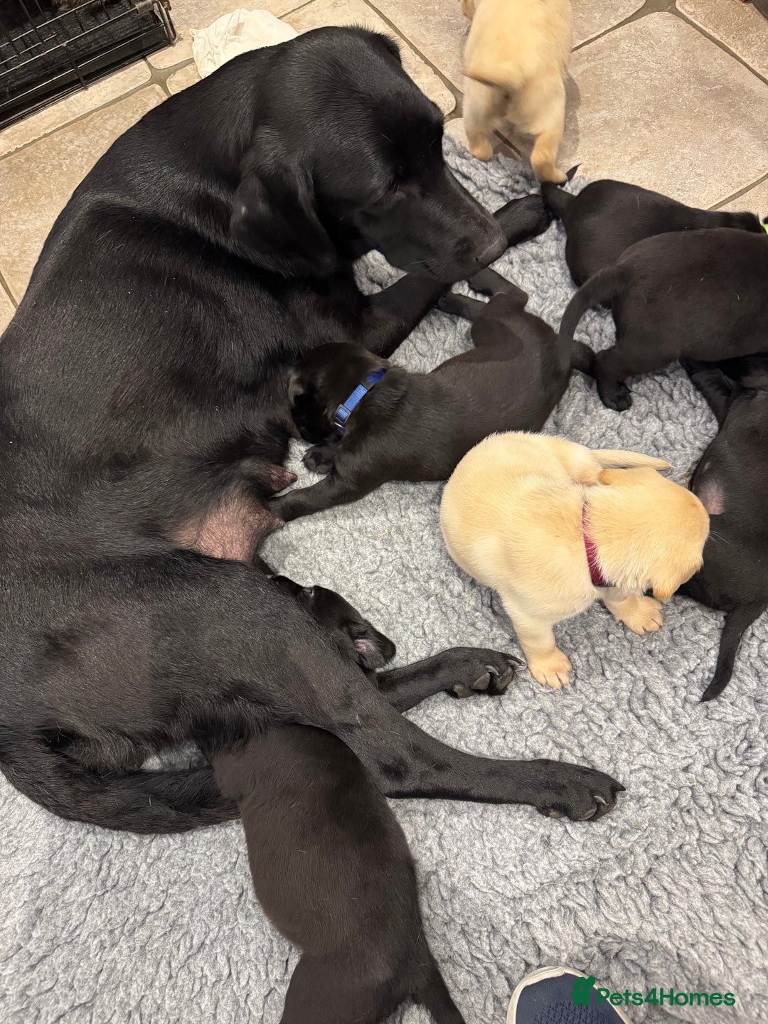 Labrador Retriever dogs for sale: KC Reg Health Tested Working Labradors - Image 18