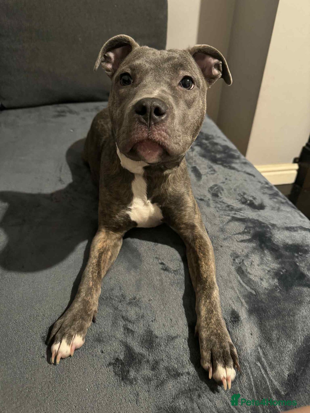 Mixed Breed dogs for sale: For sale! - Advert 1