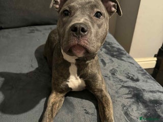 Mixed Breed dogs For sale! - Advert 3