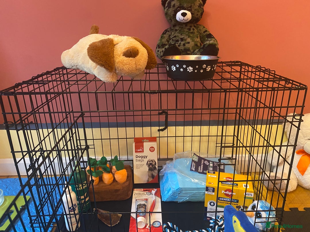 Pomeranian dogs for sale: Gorgeous tiny male Pomeranian puppy - Rocko - Image 10
