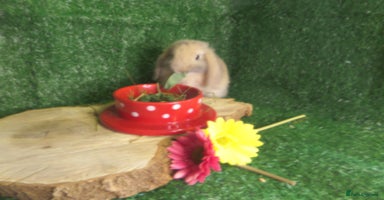 Mini Lop rabbits - Advert 1