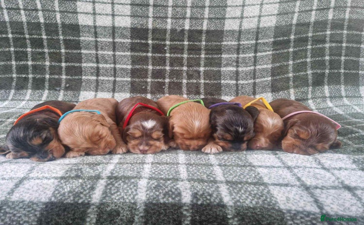 Cockapoo dogs - Advert 1