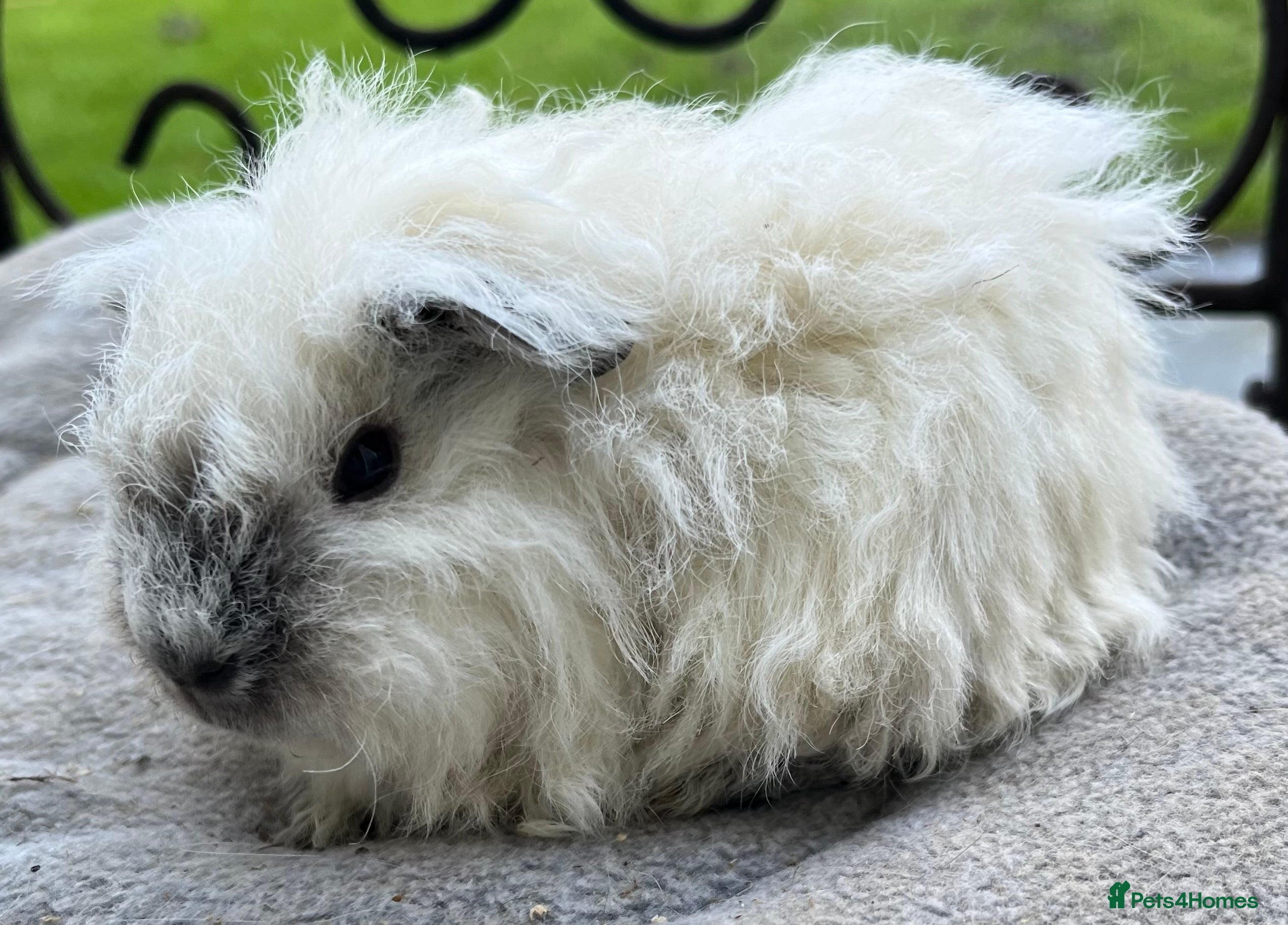 Guinea Pig rodents Guinea pigs - Advert 4