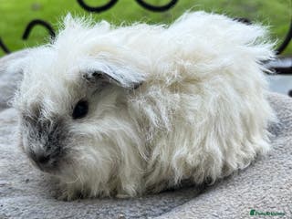 Guinea Pig rodents Guinea pigs - Advert 4