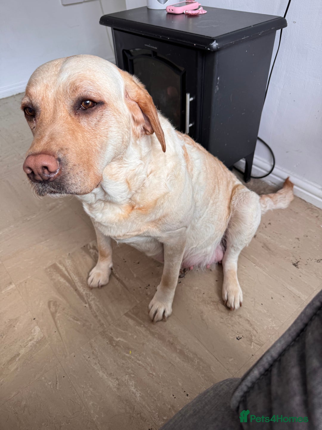 Labrador Retriever dogs for sale: ❤️❤️beautiful Labrador Pups ❤️❤️🔥 - Image 5