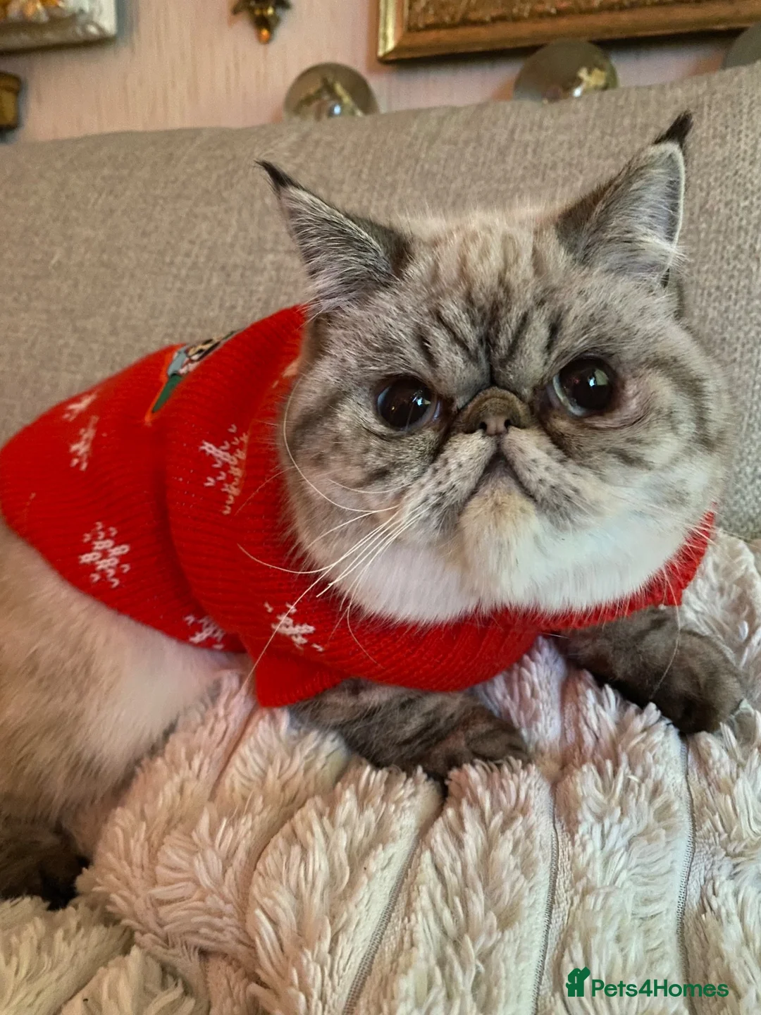 Exotic cats for sale: Exotic Persians  - Advert 2