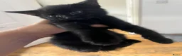 Mixed Breed cats for sale: 5 cute kittens for sale 🐾🐾🥹 - Advert 15