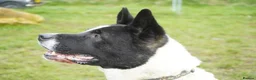Akita dogs for adoption: Simba - Advert 6