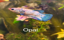 Bettas fish for sale: 6x Female Betta - Image 1