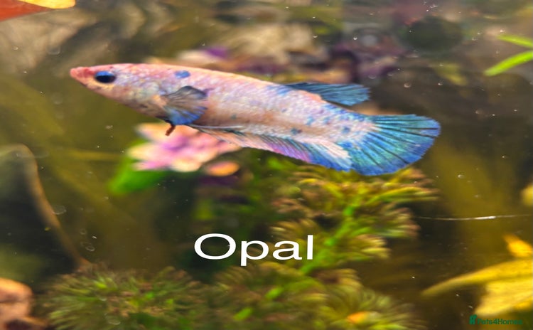 Bettas fish - Advert 1