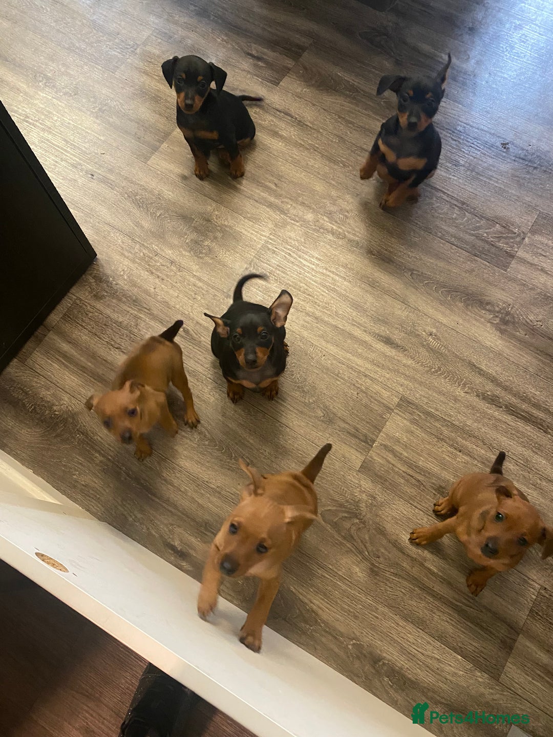 Miniature Pinscher dogs for sale: PURE 100% Miniature Pinscher , KC-reg, DNA tested in Manchester - Image 22