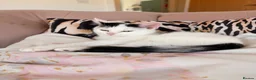 Mixed Breed cats for sale: Sisters available for adoption  in Reading - Advert 6