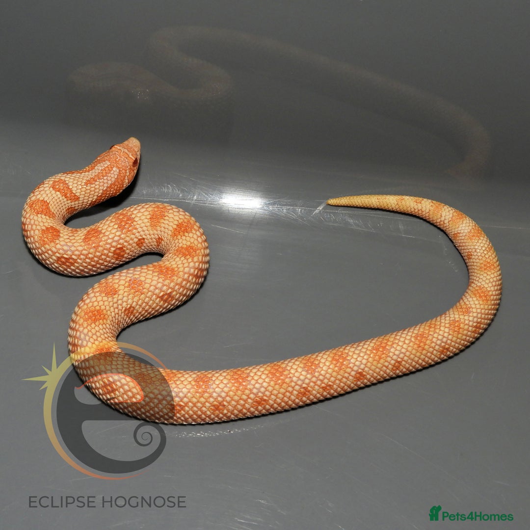 Snake reptiles for sale: Hognose snakes  - Image 5