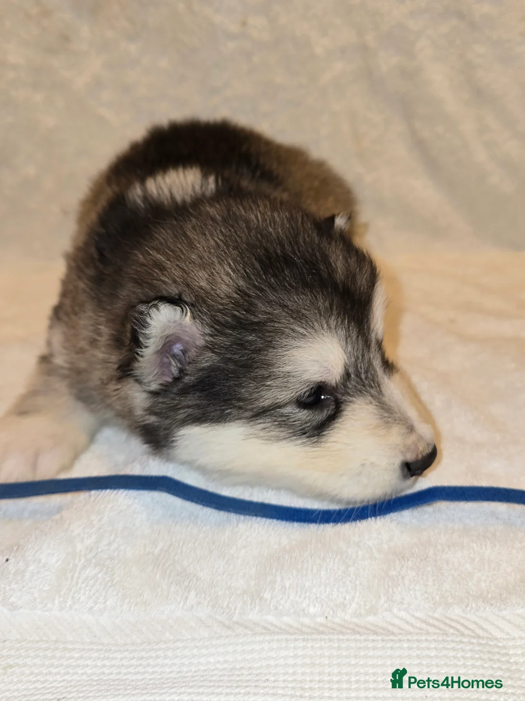 Alaskan Malamute dogs for sale: Pure Alaskan Malamute - Advert 9