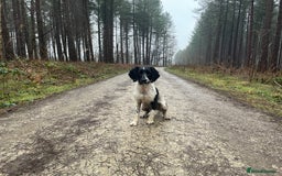 English Springer Spaniel dogs for sale: Chase, springer spaniel - Image 5