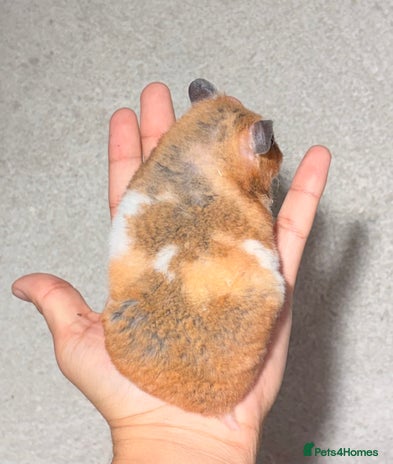 Hamster rodents - Advert 3
